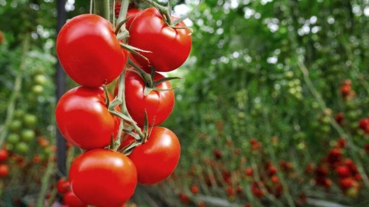 ‘Best’ method to ripen tomatoes ‘faster’ – ‘improves the flavour’
