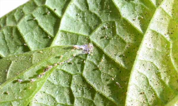 ‘Best’ method to stop spider mites ‘damaging’ your houseplants
