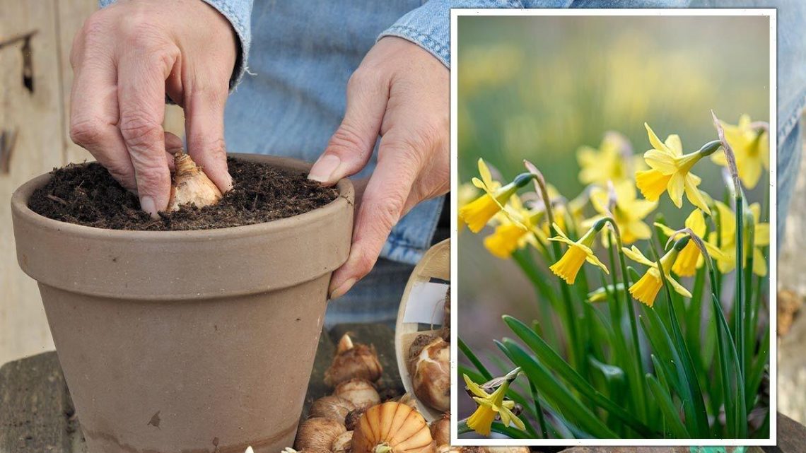 ‘Ideal’ conditions for planting spring daffodils in September