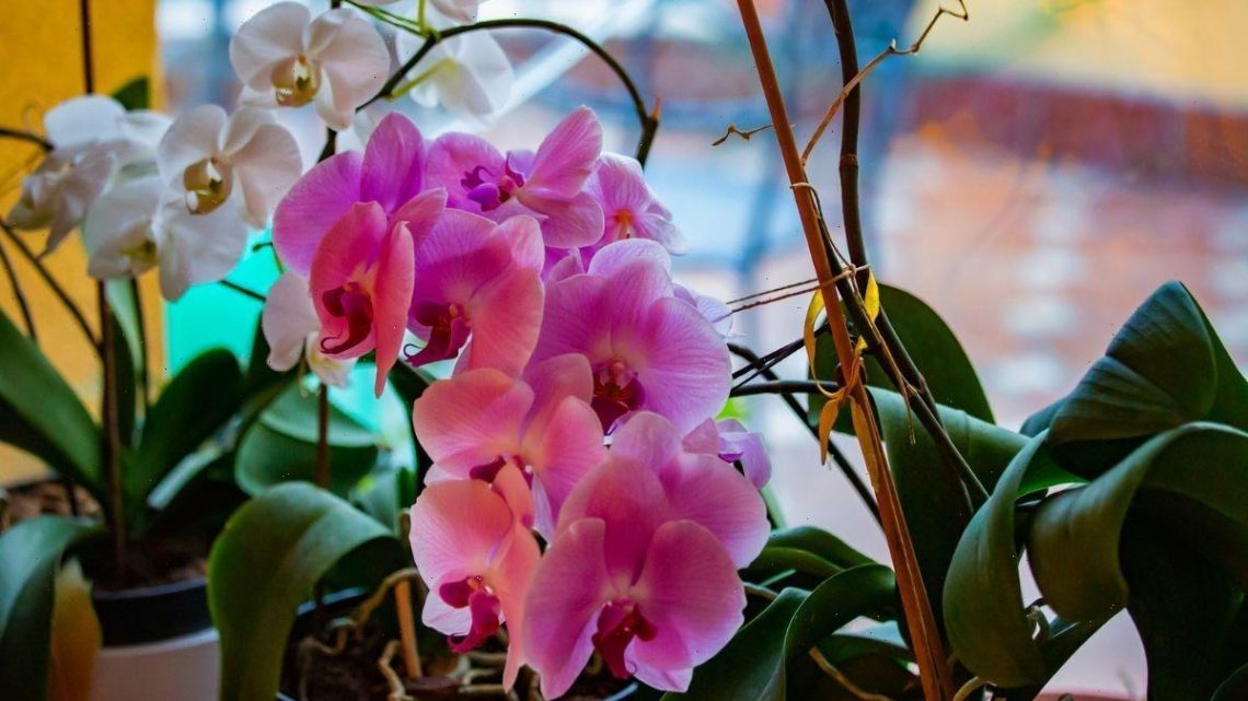 ‘One easy trick’ to ‘enormously’ encourage orchids to ‘rebloom’