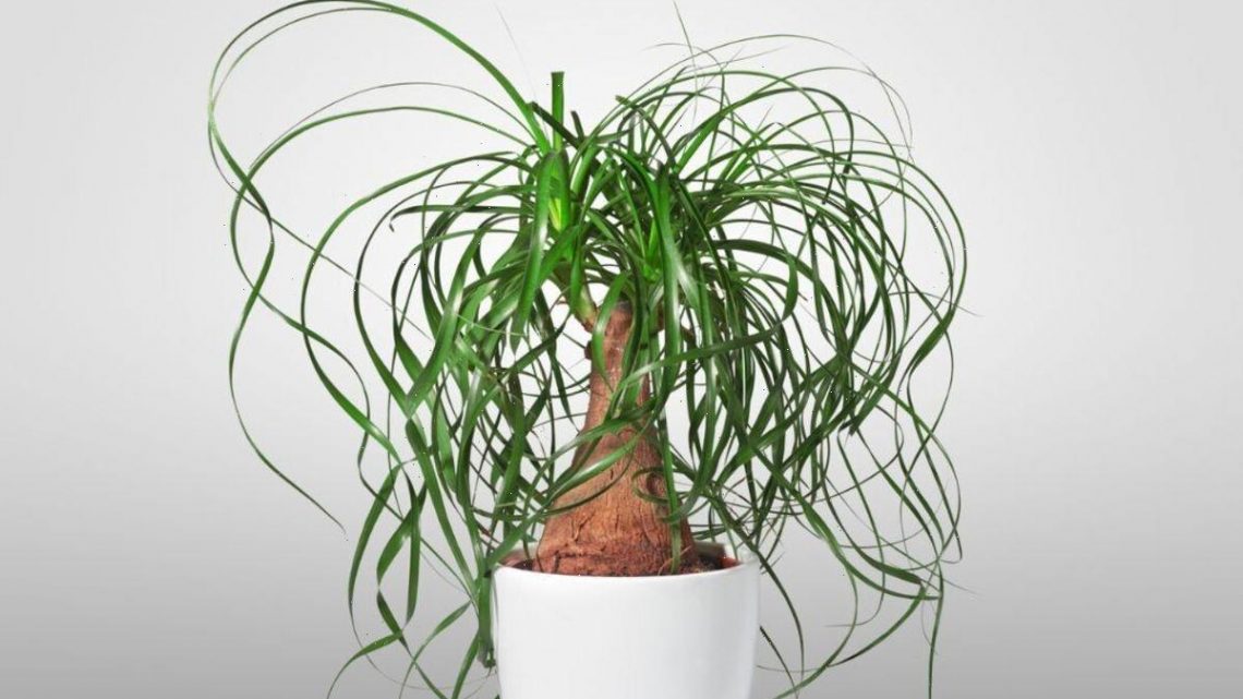 10 Houseplants to ‘never’ keep in your bathroom – ‘no-go zone’
