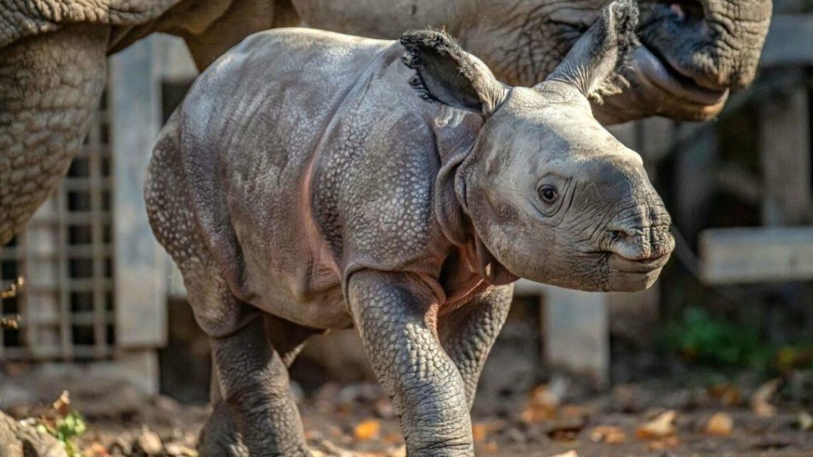 Delight as baby rhino born at Chester Zoo