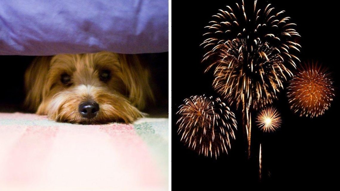 Dog owners given tips on how to help pets cope with fireworks