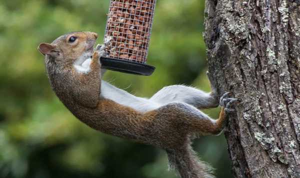 ‘Easiest’ method to keep ‘agile’ squirrels off your bird feeders