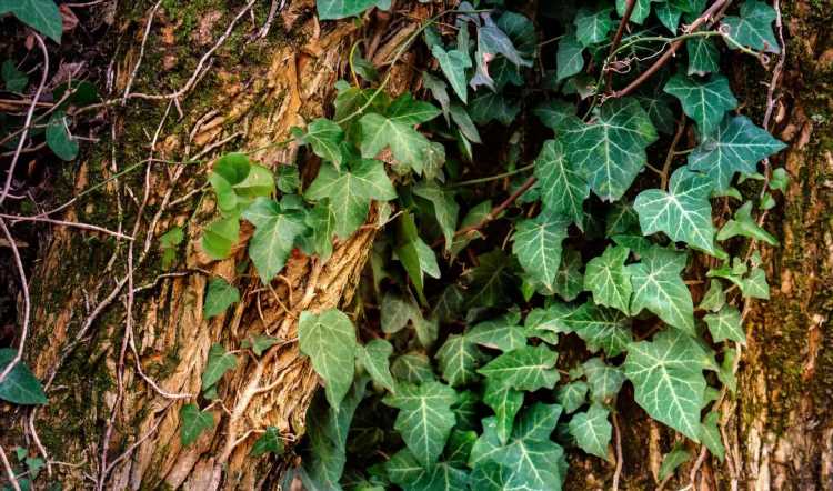Gardeners share secret 29p ingredient to get rid of unruly ivy & you'll already have it in the kitchen cupboards | The Sun