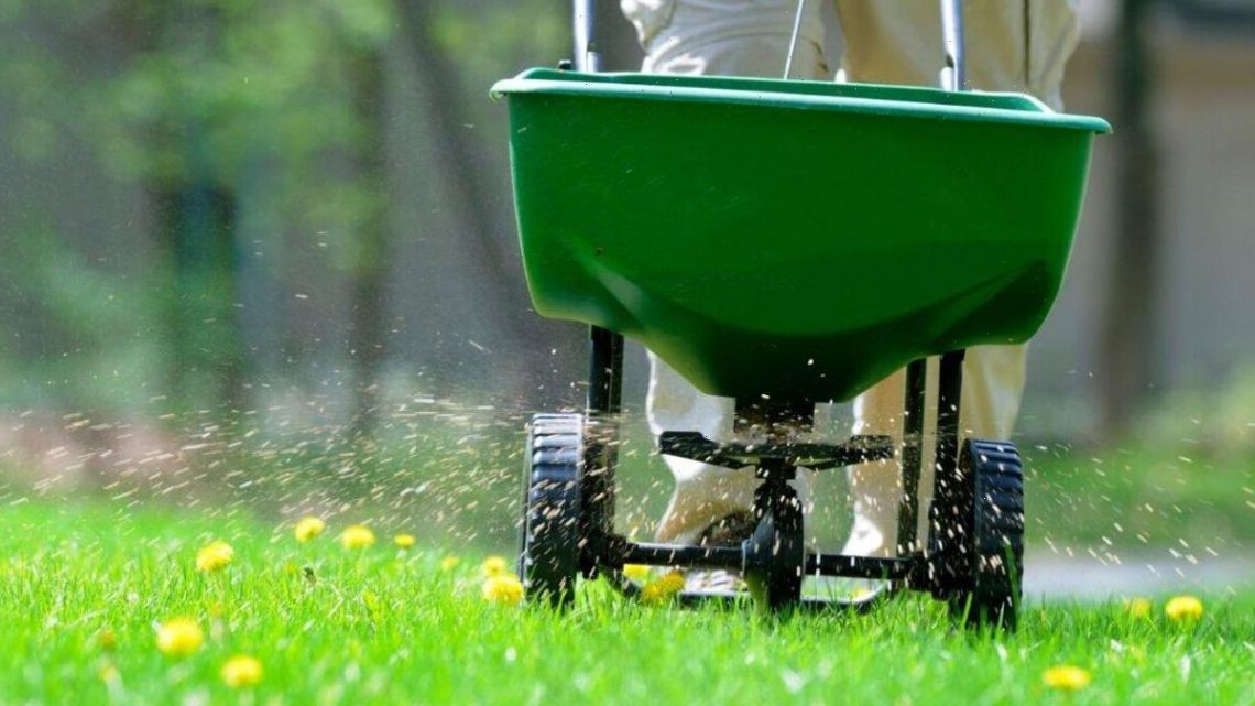 ‘Essential’ task to achieve ‘greener’ and ‘healthier’ lawn for winter