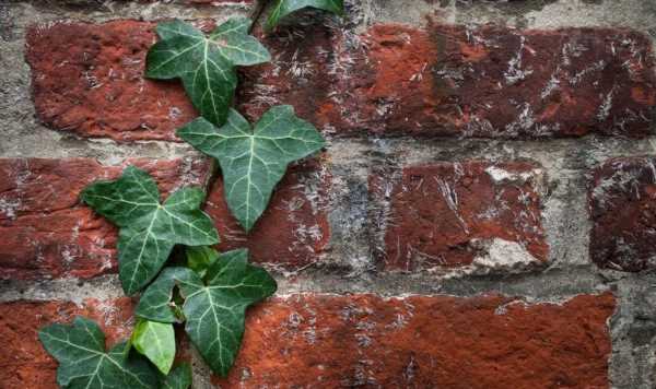 ‘Highly effective’ natural methods to ‘eradicate’ ivy ‘for good’