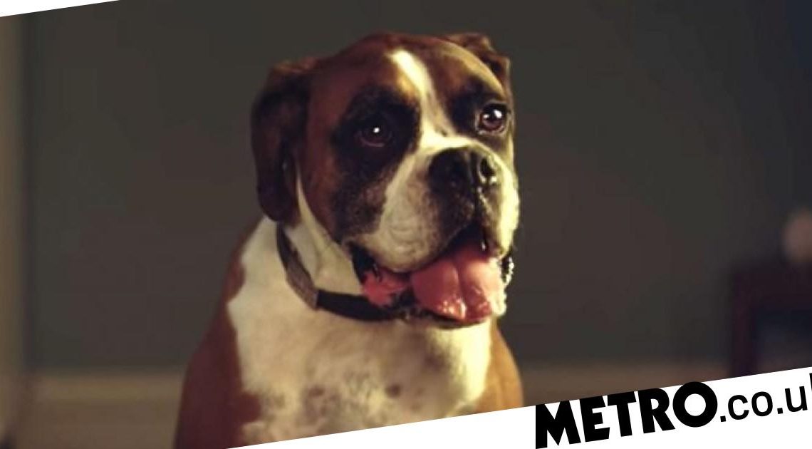Buster the trampolining dog from John Lewis' iconic Christmas ad dies aged 12