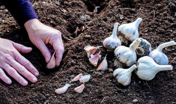 Exact depth to plant garlic for ‘good bulb development’ in autumn