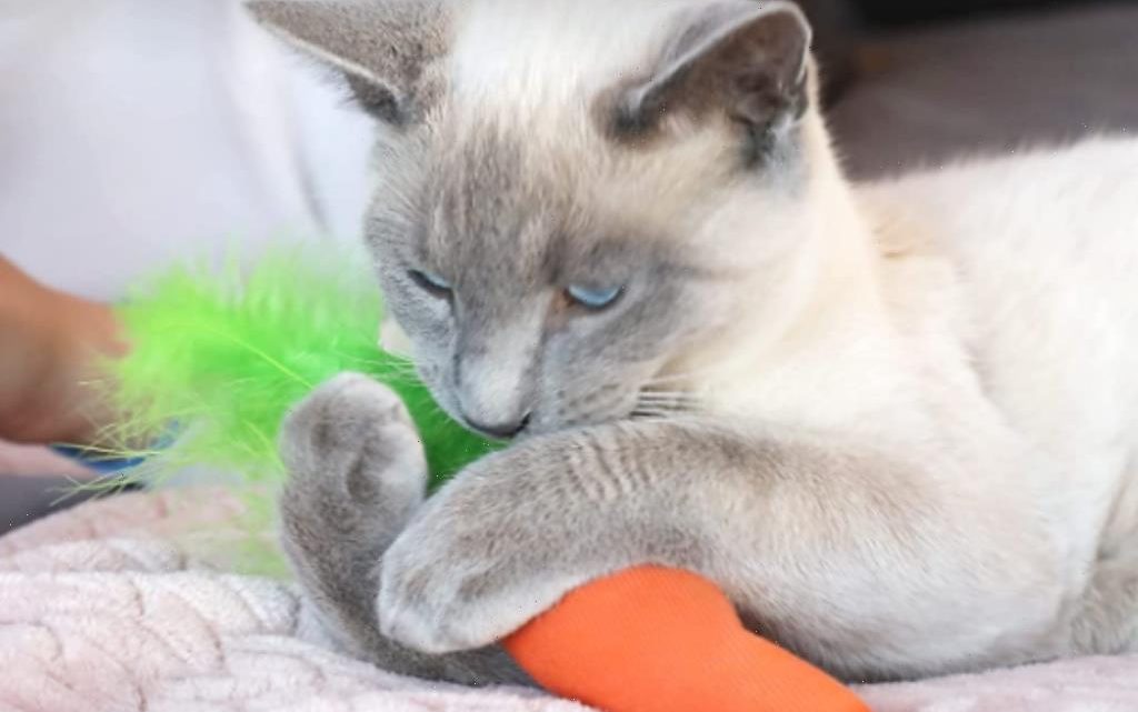 Shoppers Say This $4 Catnip Toy With Over 15,000 Reviews Is a ‘Dream Come True’ for Cats