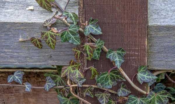 ‘Effective’ and ‘safe’ method to get rid of aggressive English ivy
