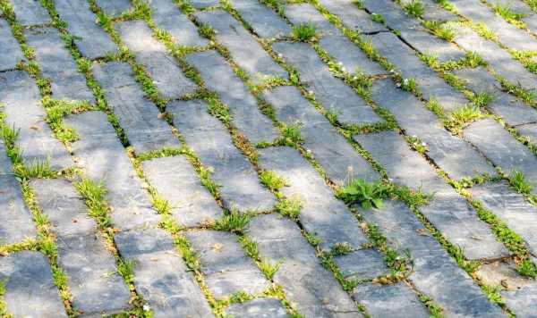 ‘Effective’ method to get rid of patio weeds – ‘they don’t grow back’