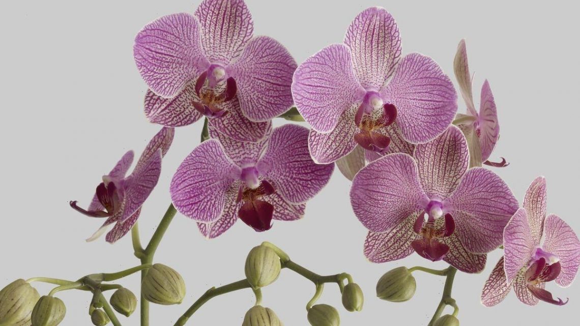 ‘Most common reason’ orchids failing to bloom – how to fix