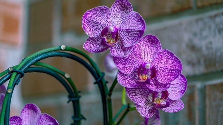 ‘Number one reason’ is orchid is failing to bloom – how to fix