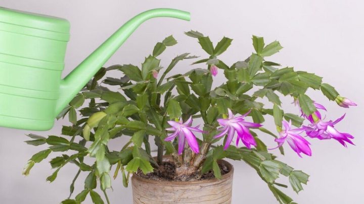 Encourage your Christmas cactus to flower ‘prolifically’ each year