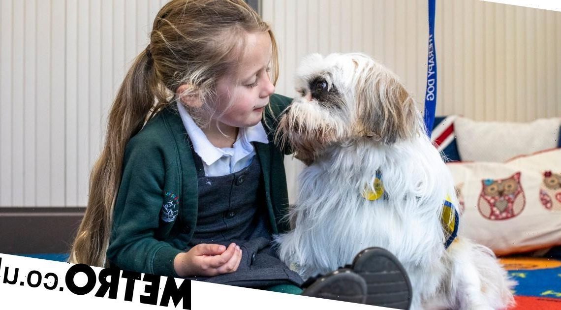 Sickly puppy Chilli goes from car boot sale to therapy dog with her brother Bean