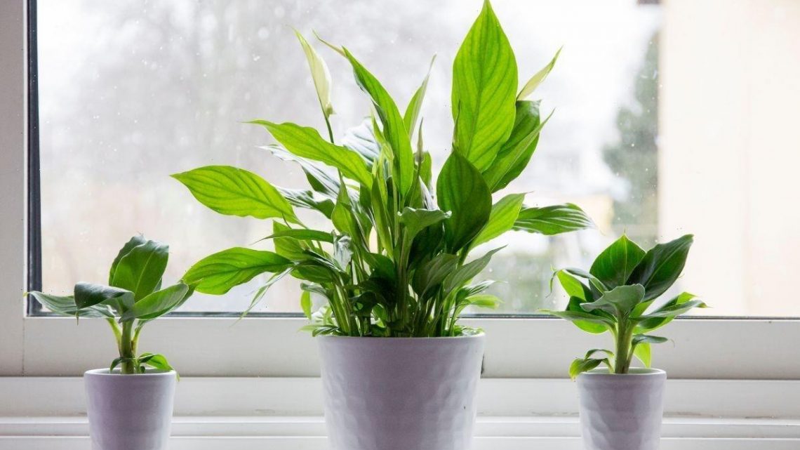 Six ‘effective’ methods to keep houseplants warm this winter
