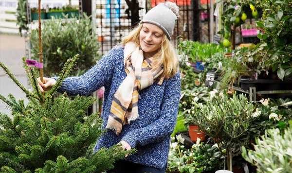 ‘Easiest’ method to find a ‘cheaper’ real Christmas tree