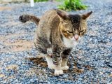 ‘Important hacks’ to stop cats pooing and peeing in your garden