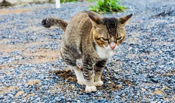 ‘Important hacks’ to stop cats pooing and peeing in your garden
