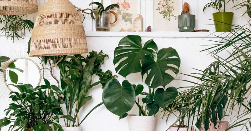 11 brilliant online houseplant shops to help you brighten up your home this winter