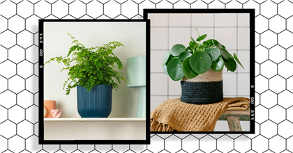 11 humidity-loving houseplants that’ll thrive in your bathroom
