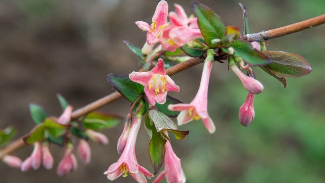 5 ‘must-have’ and ‘indestructible’ winter plants for ‘intense colour’