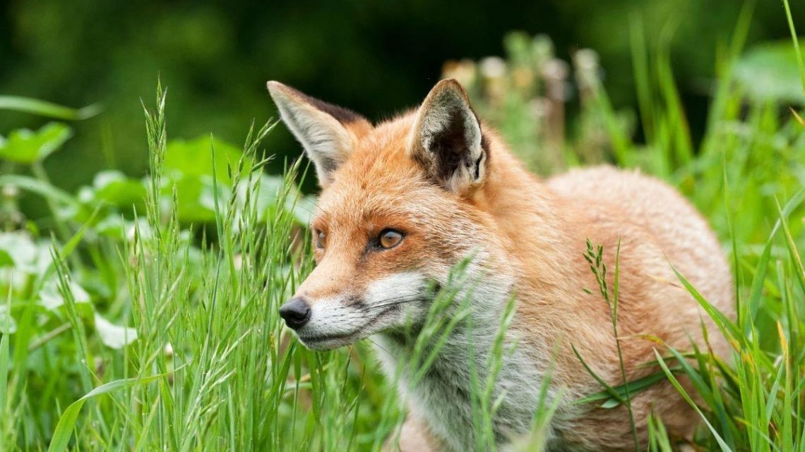 Brilliant ‘homemade fox repellent’ to keep animals out of your garden