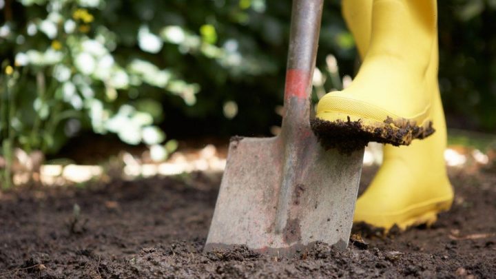 David Domoney warns of 3 winter gardening ‘don’ts’ – lawn will ‘rot’
