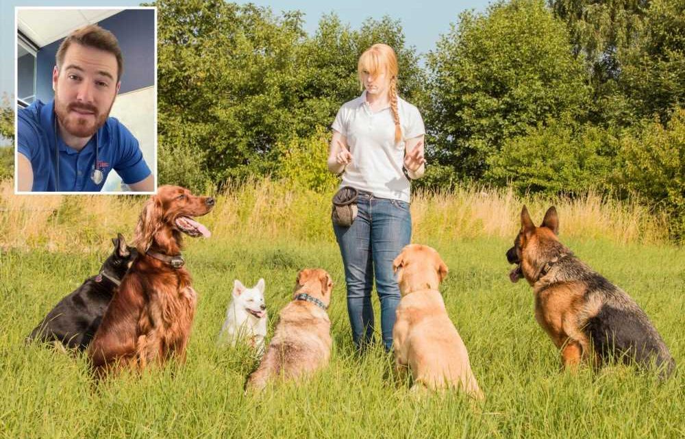 I’m a vet and there are three things I hate dog owners doing, you’re probably feeding them all wrong for a start | The Sun