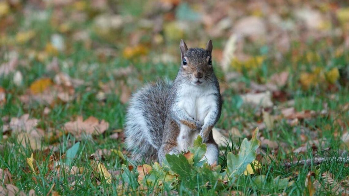 Wildlife expert top methods to stop squirrels visiting your garden