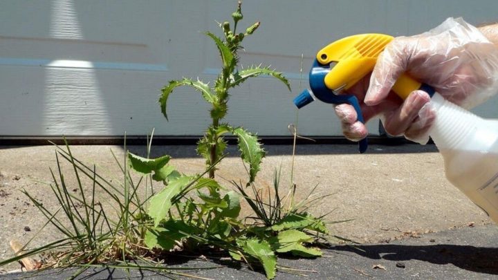 ‘Kill weeds’ with a solution that’s better than ‘industrial’ chemicals