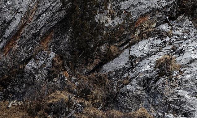 Can you spot the hidden snow leopards in these photos?