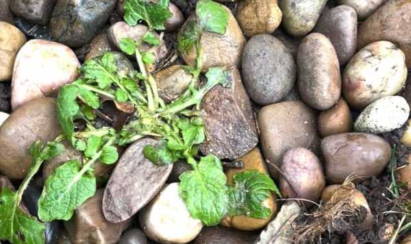 I tried four homemade methods to ‘instantly’ kill my garden weeds