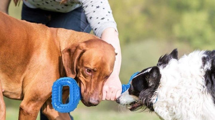 Pet Parents Say This Dog Toy Is Nearly Indestructible, Even When Put Up Against the Most Powerful Chewers