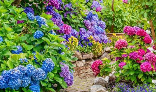 ‘Best location’ to plant hydrangeas in gardens – avoid ‘wrong area’