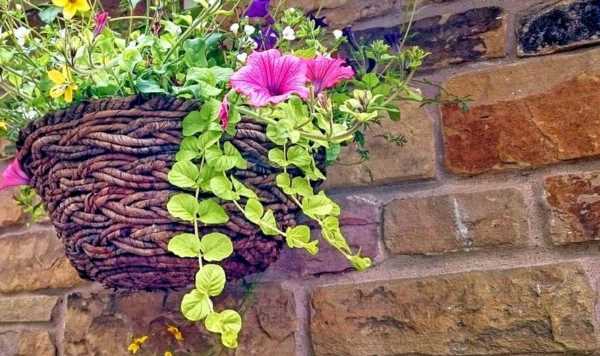 ‘Ideal’ flowers to plant in hanging baskets this spring