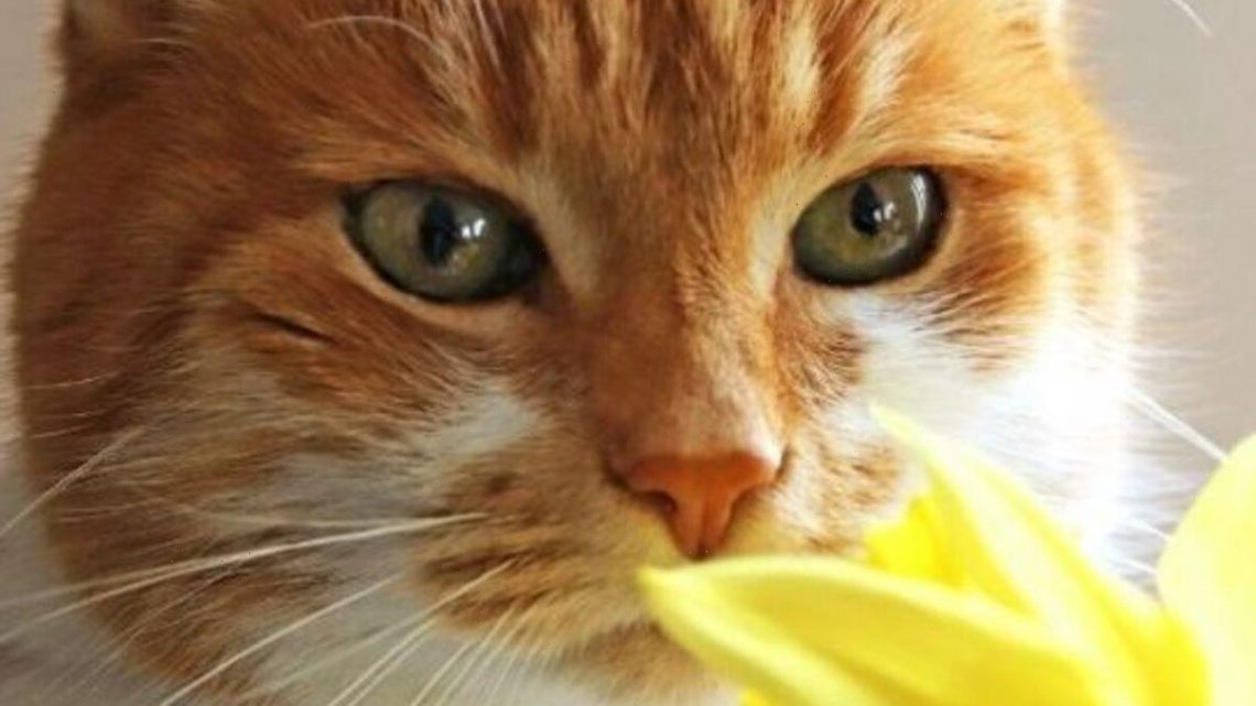 ‘Toxic’ and ‘harmful’ spring plants to avoid cats and dogs eating