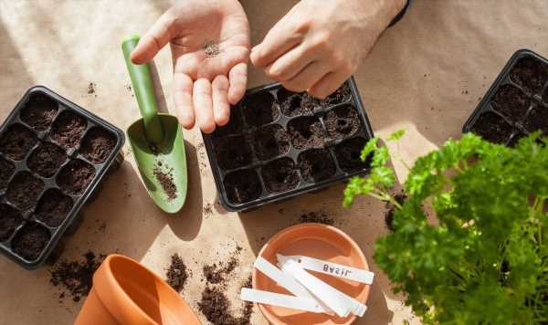 5 ‘most common’ seed sowing mistakes to avoid seedlings being ‘killed’
