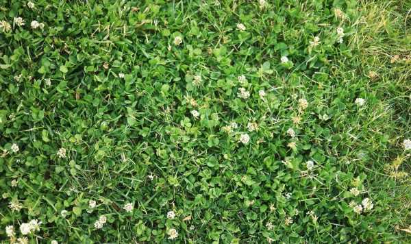 Five ‘non-chemical’ methods to banish lawn weeds this spring