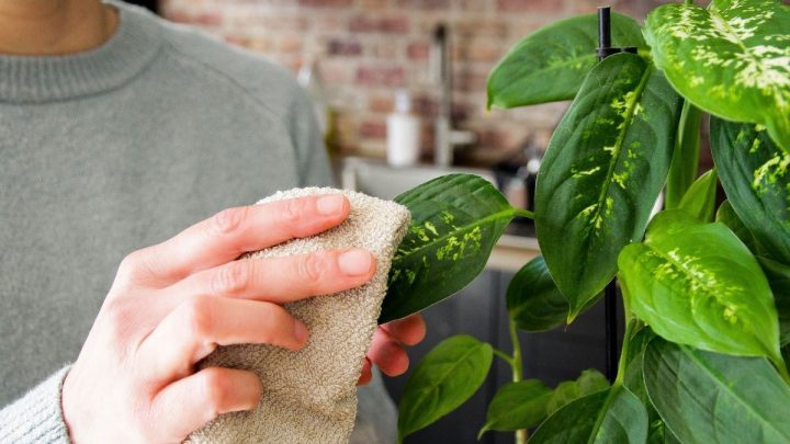 Three houseplants that remove dust and toxins from your home