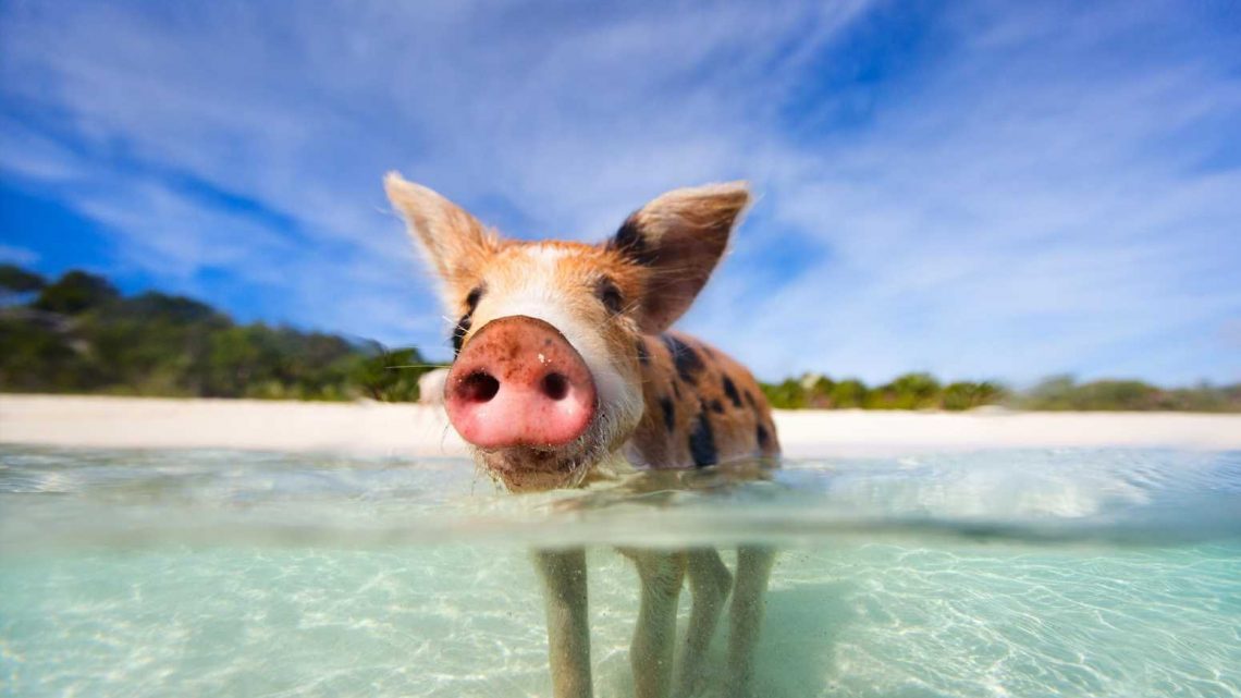 What are the swimming pigs of the Bahamas, where is Pig Beach in Exuma and how many pigs are there? | The Sun