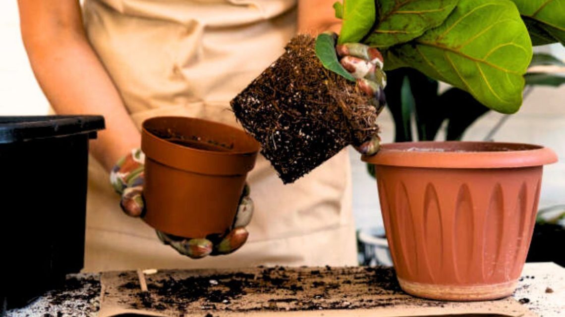 Gardener shares ‘bloody brilliant’ hack to make planting much easier