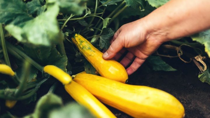 Gardening pros share seven easy fruit and vegetables to sow now