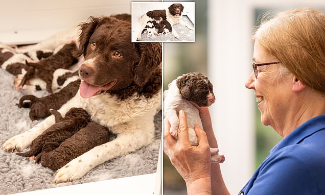 Puppies from the &apos;rarest dog breed&apos; born in UK for the first time
