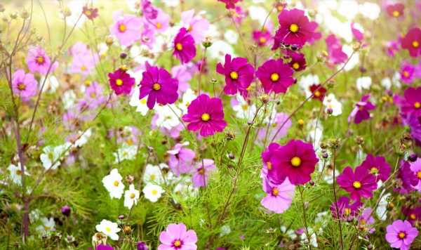 ‘Easy to care for’ flowers to plant now that provide ‘fragrant blooms’
