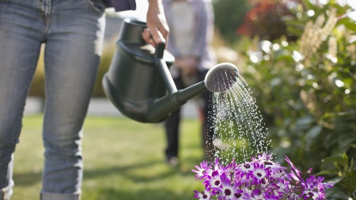 Most ‘effective’ method to water plants ‘encourages deeper roots’, claims expert