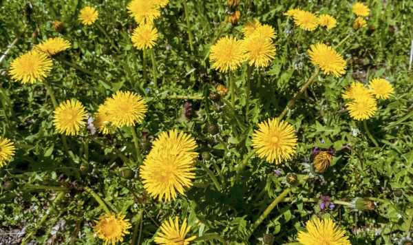 ‘Best’ option to remove dandelions and other weeds ‘instantly’ from your lawn