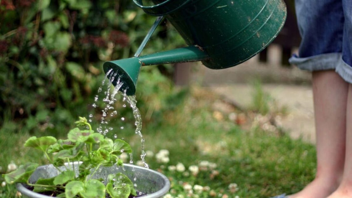 ‘Best time to water plants’ during a heatwave or risk killing them completely