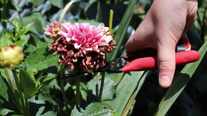 Essential gardening task encourages plants to produce more flowers